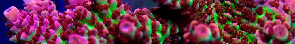 SPS