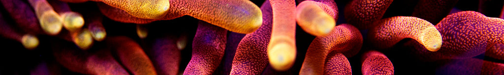 WYSIWYG Corals