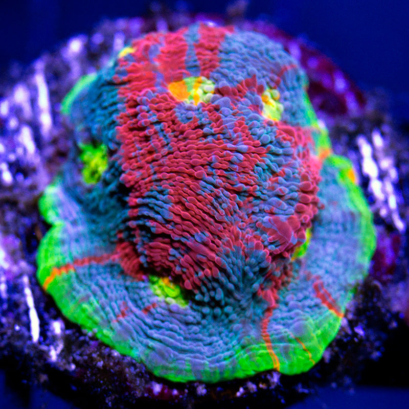 Dynamite Rainbow Chalice 1C - WYSIWYG main image 1